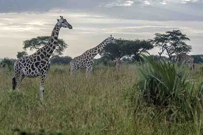 Jirafa - parque nacional de las cataratas Murchison - Uganda 3.jpg